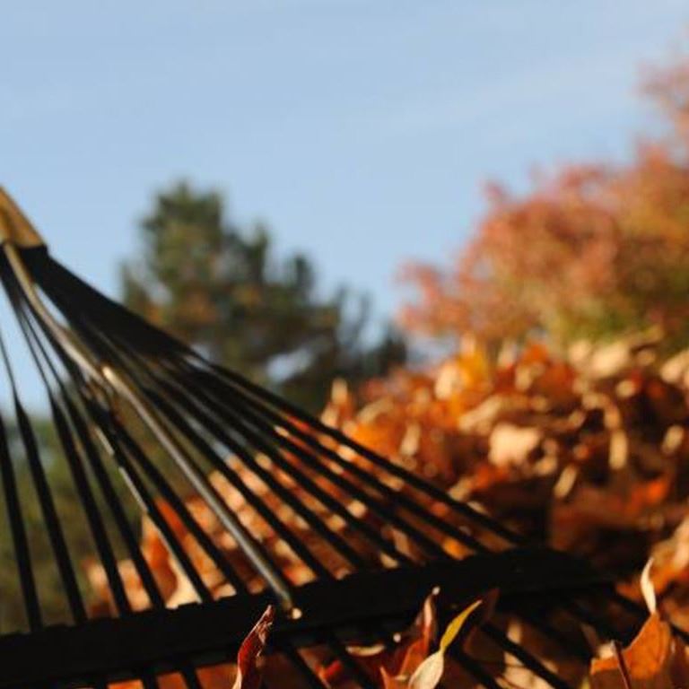 Leaf-Pickup-10-05 Leaf-Pickup-10-05