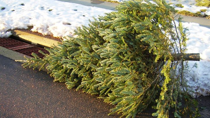 Christmas-Tree-at-Curb_reduced Christmas-Tree-at-Curb_reduced