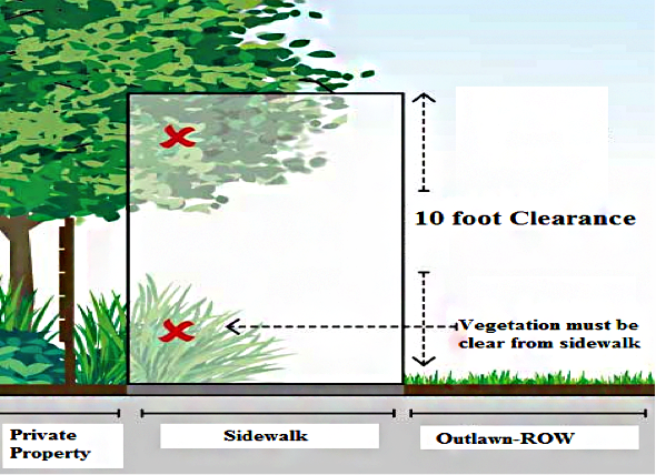 Tree Triming Tree Triming