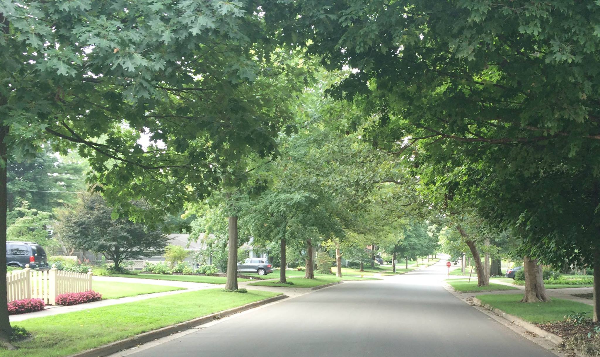 Tree Street Tree Street