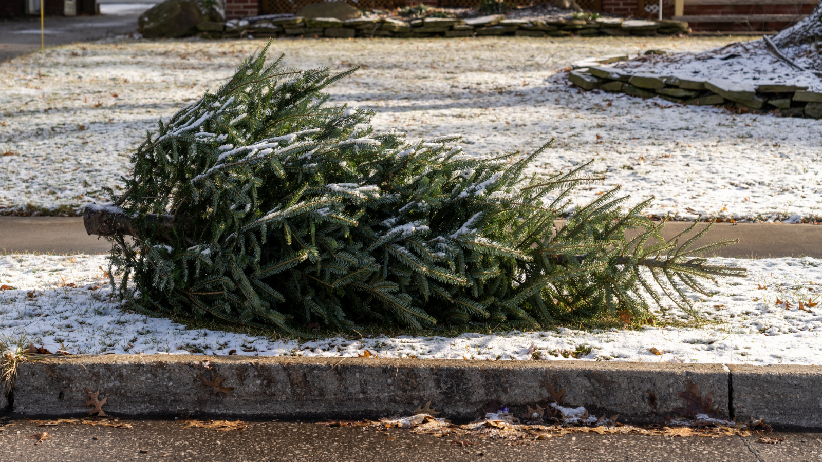 Christmas tree on curb