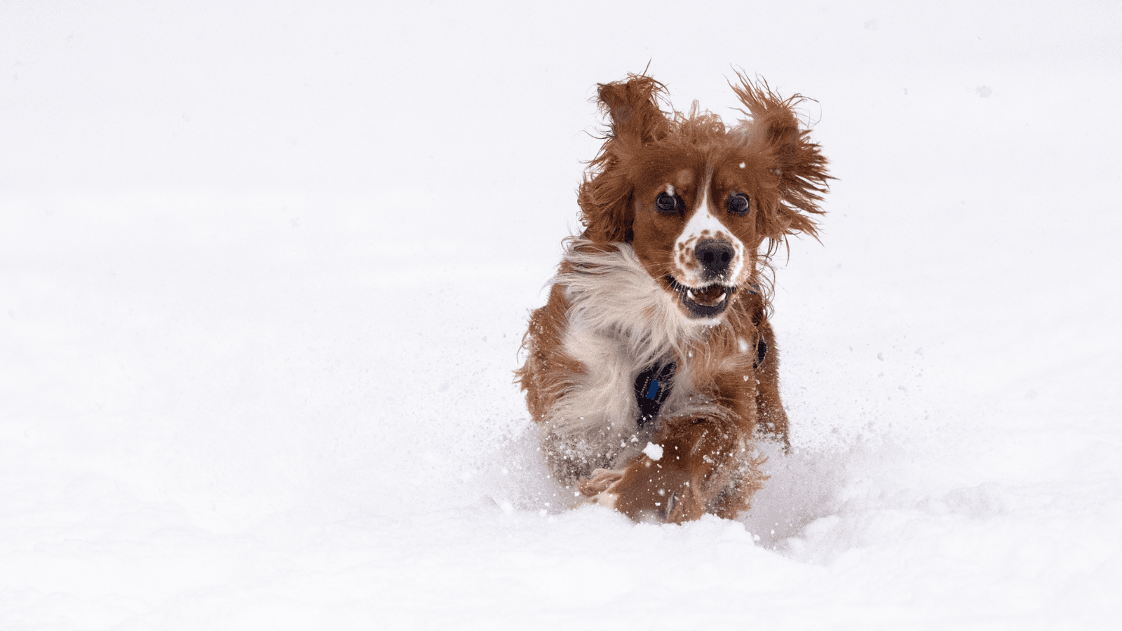 Dog running in snow