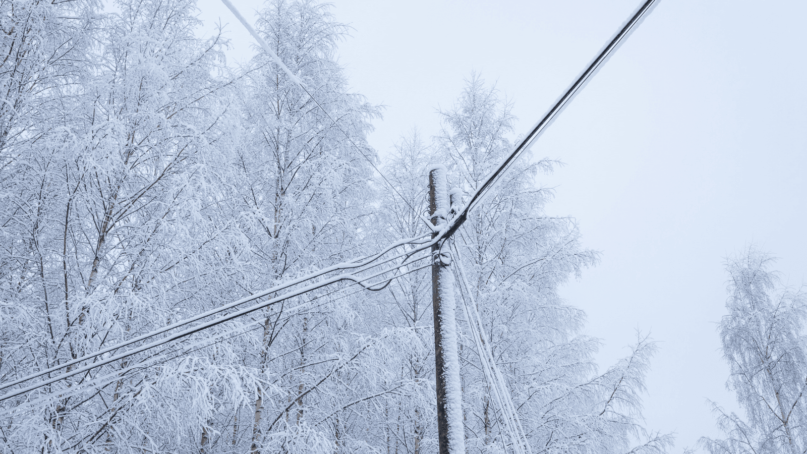 Power lines and snowy trees