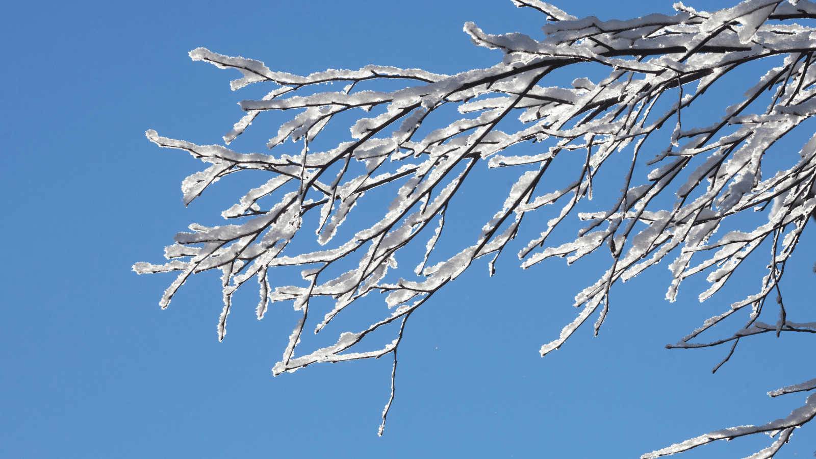 Tree Branches in Winter