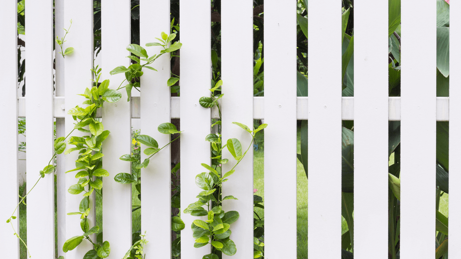 White fence with vines