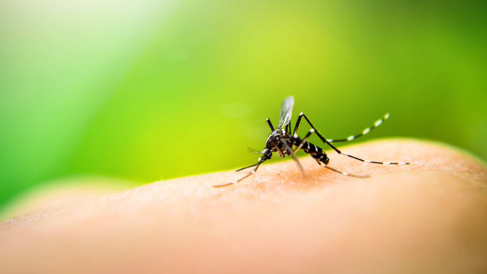 Mosquito on hand, green background