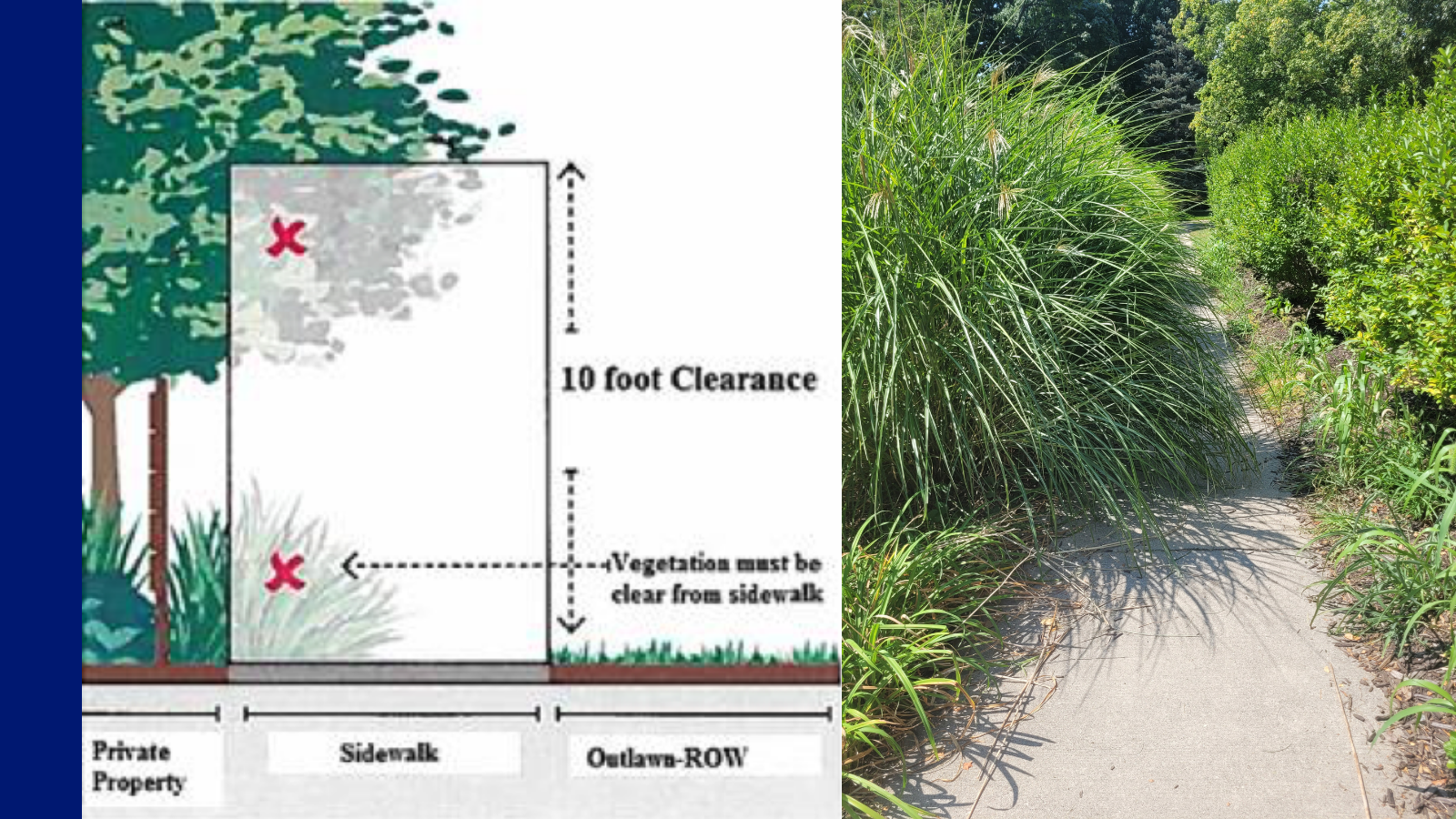 Collage of tree height graphic and overgrown shrub