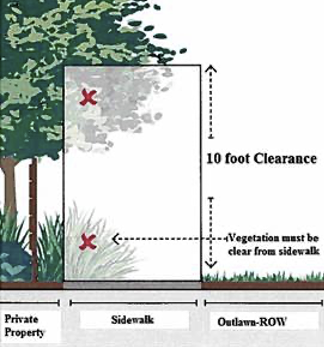 Tree and shrub trimming
