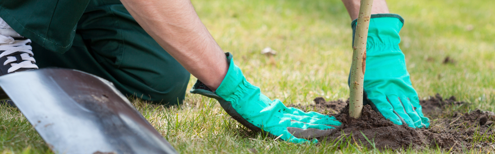 Person wearing green gloves planting tree