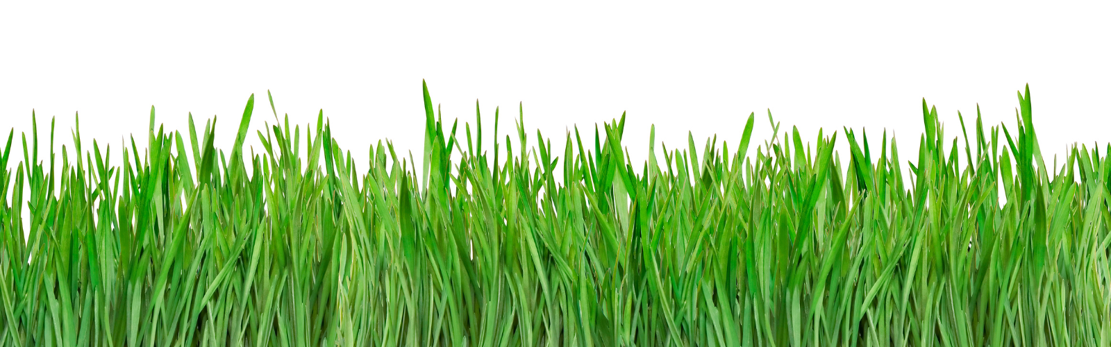 Green grass against white background