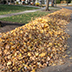 Pile of leaves