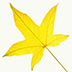 Yellow Leaf